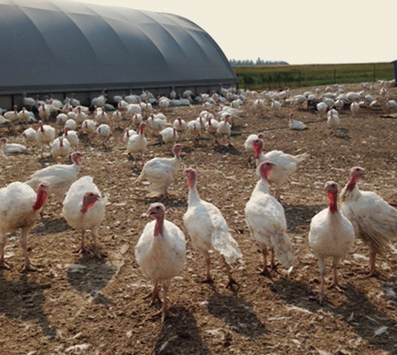 Ridge Valley Box 90, Crooked Creek, Edmonton, AB &nbsp; Chicken 
