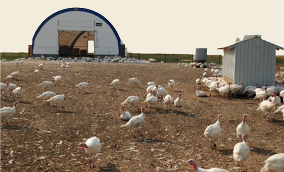 Ridge Valley Box 90, Crooked Creek, Edmonton, AB &nbsp; Chicken 